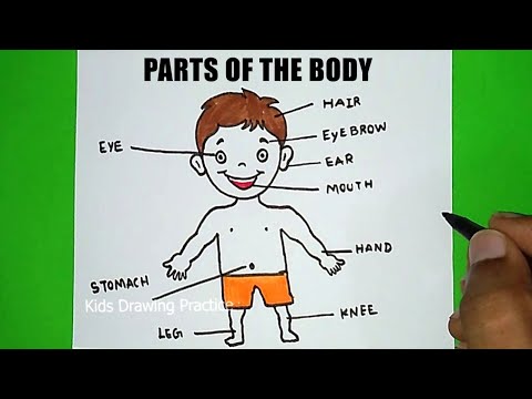 Body Parts Organ Set Stock Illustration - Download Image Now - Adult,  Anatomy, Animal Body Part - iStock