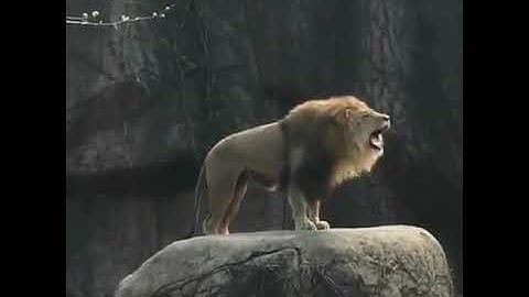 The Lion Echo Of Real Sound