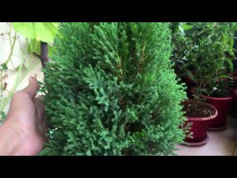 2..JUNIPER, CYPRESS or CEDAR plant || SAVE, GROW and CARE| जुनिपर| GOLDEN CYPRESS JUNIPER| EVERGREEN