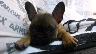 Francuski Buldog Zdzichu