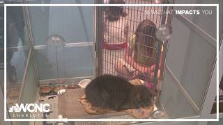 Humane Society of Charlotte seeks loving homes for local pets