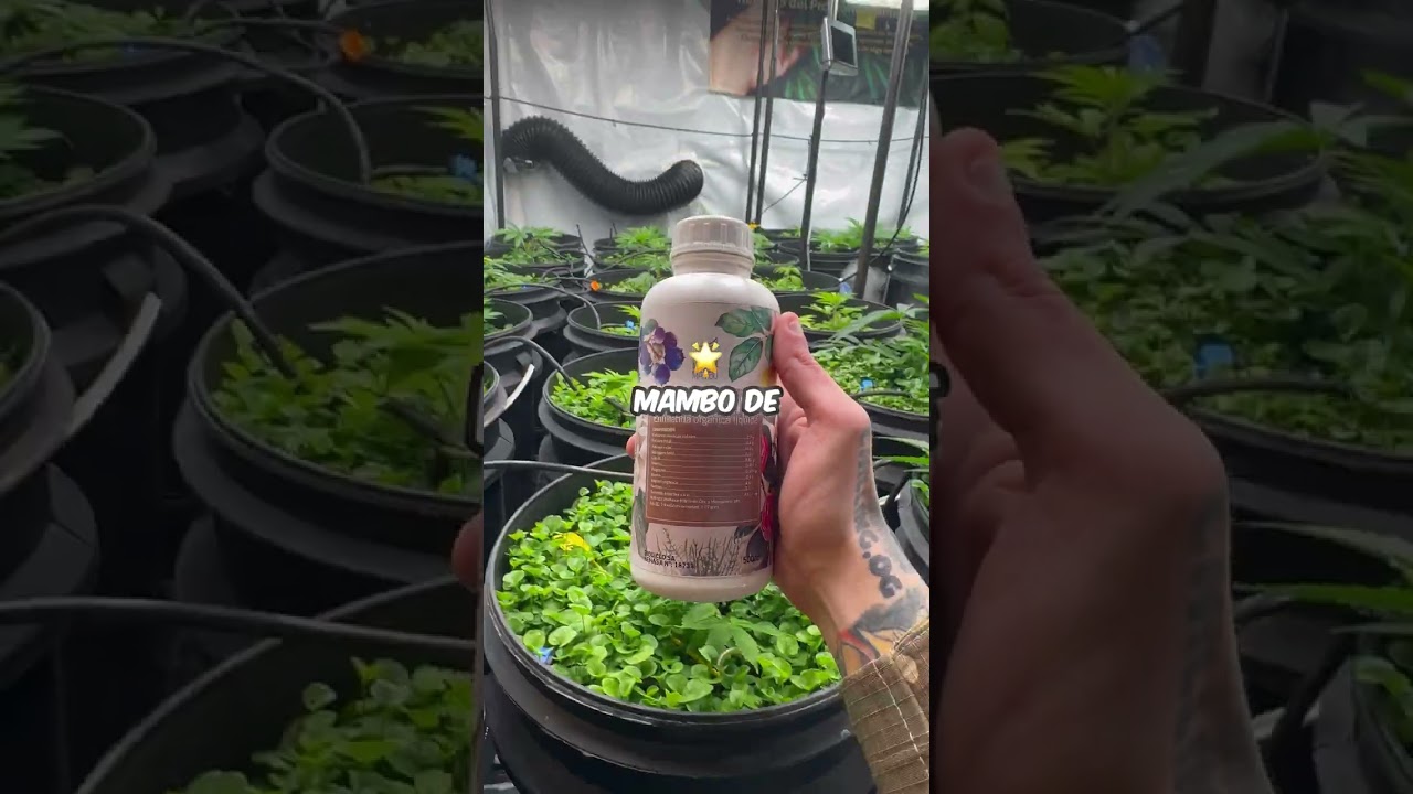 Riego con TURBAMAMBO de nuestros amigos de ecomambo , balanceando el PH del suelo entre otras cosas.