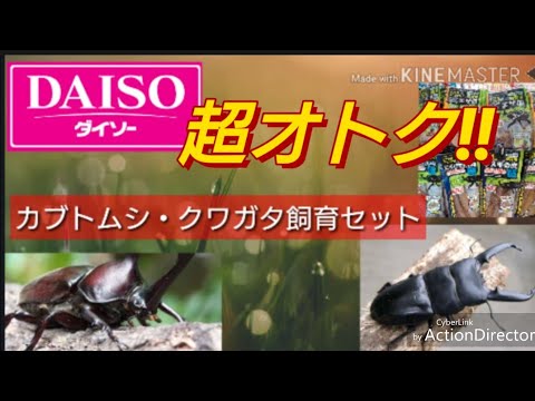 Daisoダイソー カブトムシ クワガタ飼育セット紹介 Youtube