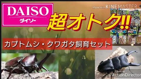 تحميل 実験 ダイソーのジャンボくち木でコクワガタを育ててみた Breeding Stag Beetle With Daiso Mp4 Mp3