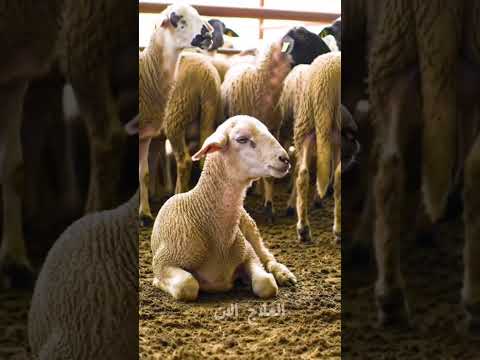 التسمم الدمموي في الاغنام اغنام اكسبلور ترند 