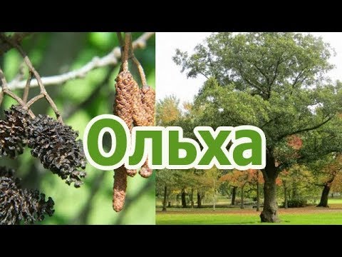 Дерево черная и серая ольха - описание, лечебные свойства, применение, плоды ольхи (сережки, шишки)