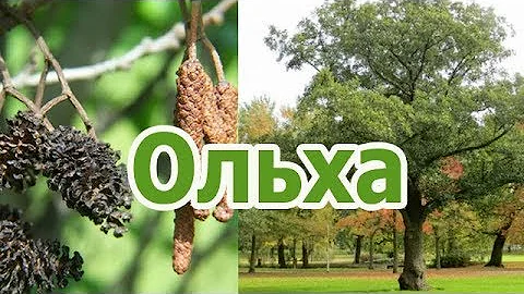 Дерево черная и серая ольха - описание, лечебные свойства, применение, плоды ольхи (сережки, шишки)