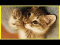 🐱落ち着きのない猫をリラックスして眠りに設計された猫の音楽【 CATS MUSIC BGM 2020】