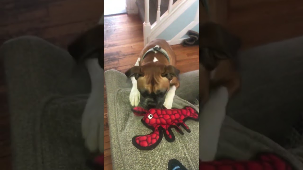 THE SLOBBER SISTERS ARE THRILLED TO GET NEW TUFF TOYS FROM COSTCO (FUNNY VIDEO)