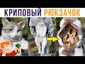 Криповый рюкзачок!) Кто бы такой купил?))) Приколы с котами | Мемозг 653