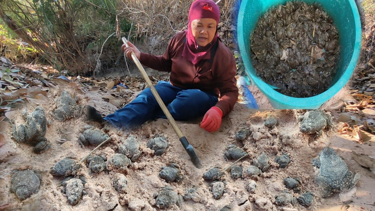 หาขุดเขียดทรายหมายนี้มีแต่โตใหญ่ๆขุดเจอแต่ละตัวจนได้ร้องหาแค่ชั่วโมงเดียวได้เขียดเป็นกิโล 9/กพ/69