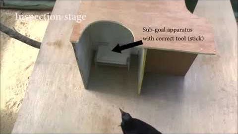 New Caledonian Crows Use Mental Representations to Solve Metatool Problems