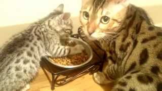 Bengal kitten protective over food!