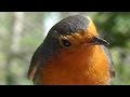 Hand Feeding Birds - Robin Great and Blue Tit Singing Song Bird - Robins