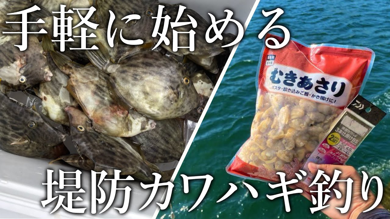 業務スーパーのむきあさりで堤防からカワハギが入れ食い エサ代398円のお手軽カワハギ釣りを紹介 Youtube