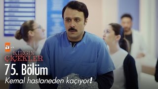 Kemal hastaneden kaçıyor! - Kırgın Çiçekler 75. Bölüm - atv