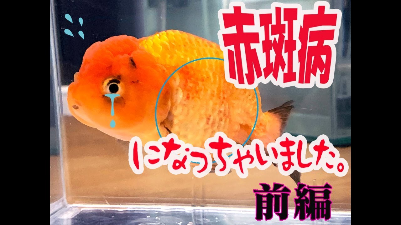 金魚 赤斑病の治療 次から次への連鎖 前編 Youtube