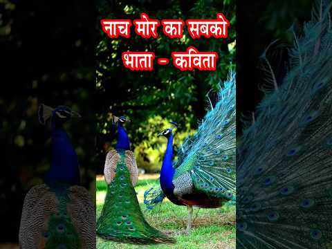 नाच मोर का सबको भाता | Nach Mor Ka Sabko Bhata  #youtubeshorts #ytshorts #shortvideo