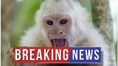 Panama Monkeys Have Begun Using Rocks as Tools, Beginning Their Own Stone Age