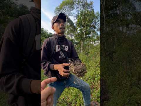 followers minta anak burung cendet langsung ngambil dari sarangnya #tayobolang