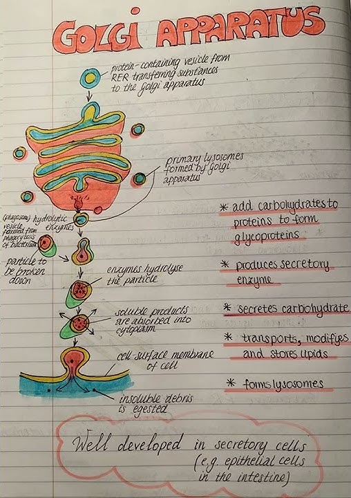 Golgi Bodies || Cell Organelles | Science