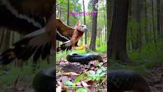 Ular Kobra Vs Burung Elang