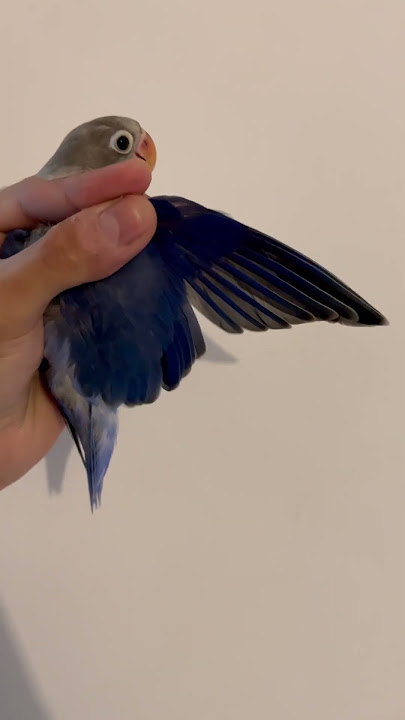 Violet Personata Love Bird Mutation #lovebirdsbreeding #lovebirds #lovebirdsound #lovebird #shorts