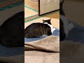 カーペットの角の辺りが好き🤣 公開日:2026/5/11