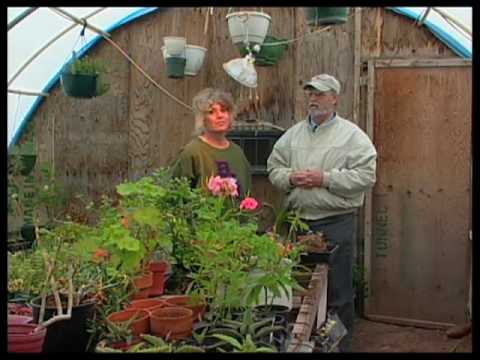 Vidéo: Greenhouse From Old Windows - Comment construire une serre à partir de matériaux recyclés