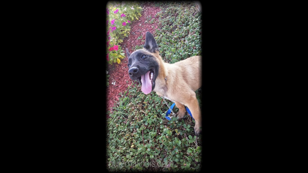 belgian shepherd malinois rescue belgian malinois search u0026 rescue concrete rubble fetch ball tug belgian shepherd malinois rescue belgian malinois search u0026 rescue concrete rubble fetch ball tug