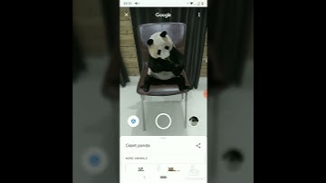 Google 3D Animals: How to record video of AR Tiger, Lion, Bear and other animals