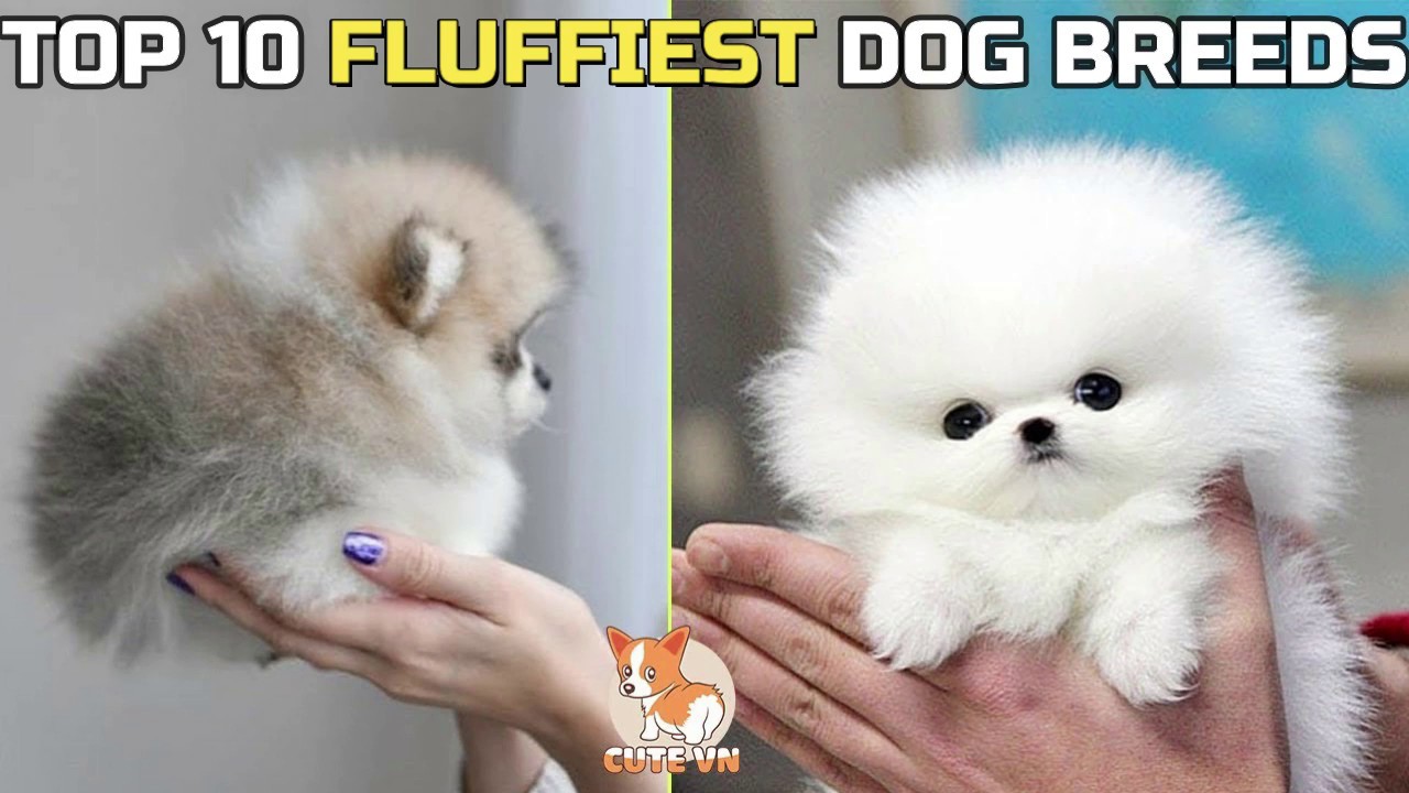 fluffiest dogs in the world