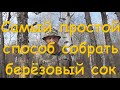 Самый простой способ собрать березовый сок