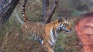Panna Tiger Reserve jungle Safari P151of Cubs #viralvideo #junglesafari #youtubevideo #ytshorts #cat