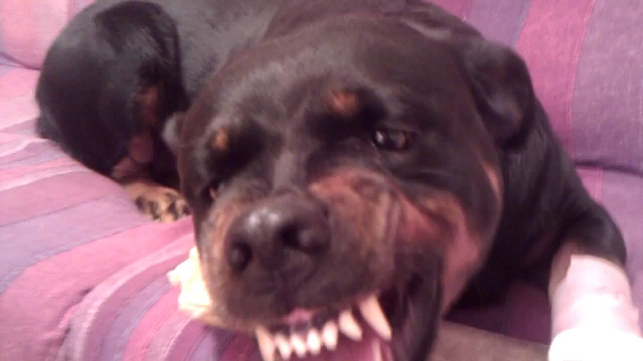 Perro rabioso destroza la cara  de su amo YouTube