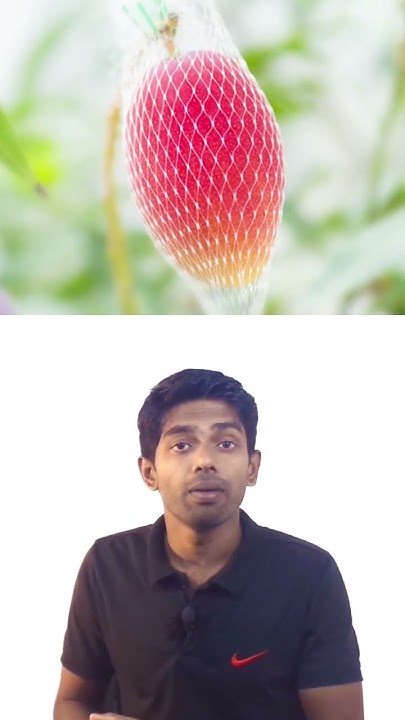 11 The Most Expensive Mango In The World 11-the-most-expensive-mango-in-the-world