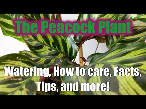How to care for the Peacock Plant (Calathea Makoyana) | Learn Your Plant Ep. 6