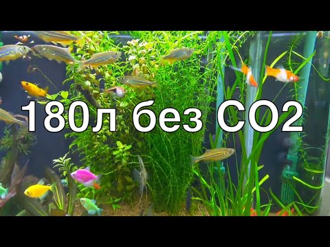 Видео: Аквариум 180 литров, с растениями, без CO2. Запущен на ELOS