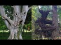 15 Creepy Trees You Didn't Know Existed