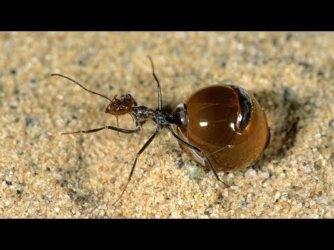 Die skurrilsten Ameisen der Welt - Doku 2018 NEU in HD