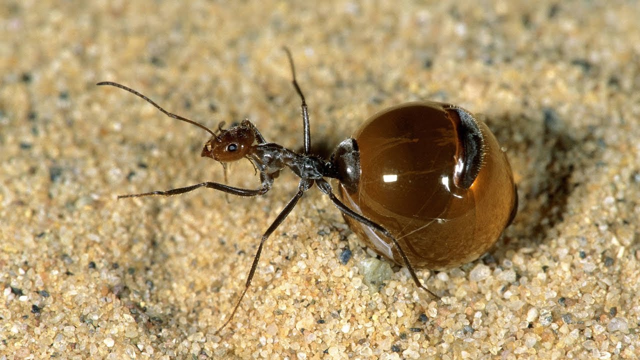 Ameisen Borneo