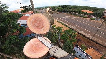 🇻🇳xã tàn cây xà cừ khủng ở ủy ban xã lộc tấn.0911003106🇻🇳