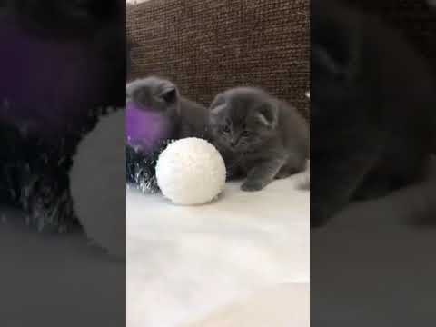 Arachis And Dennis Blue Scottish Fold And Golden British