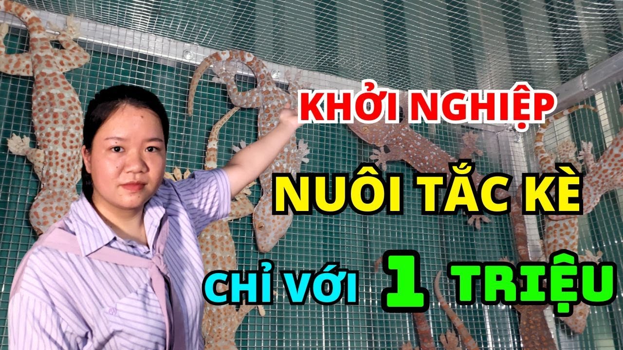 Với Một Triệu Đồng Nuôi Được Bao Nhiêu Cặp Tắc Kè? Để Tắc Kè Đẻ Sai Cần Đáp Ứng Điều Kiện Gì?