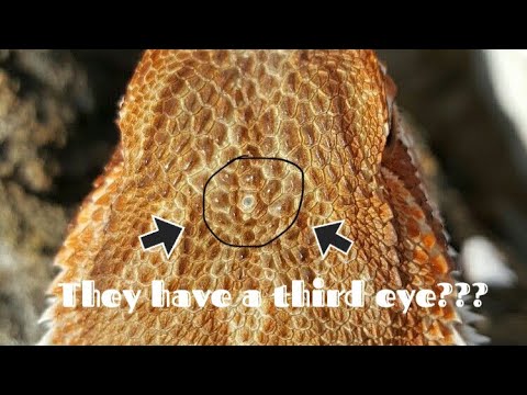mens fashion corporativo Bearded dragon fun facts (i bet you don´t know about)