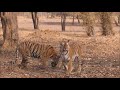 Tadoba - Maya vs Chota Matka