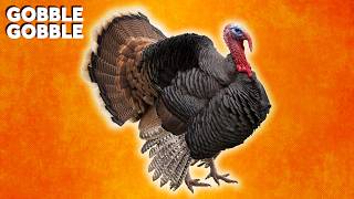 Why Do We Eat Turkey During the Holidays?