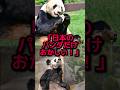 中国が世界中に貸した”パンダ”の見た目が国によって違いすぎると世界で大論争 #海外の反応