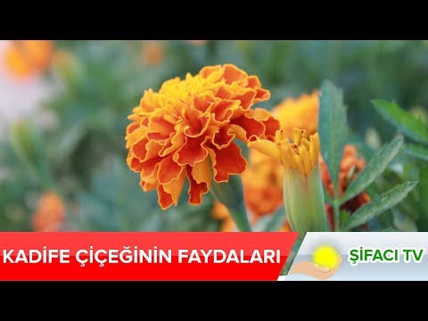 Video: Bataklık Kadife çiçeği