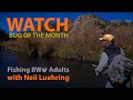 Bug of the month  fishing bwo adults with neil luehring trout